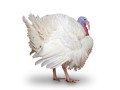 خرید و فروش بوقلمون زنده  - سبد حمل مرغ زنده