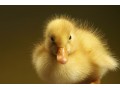 فروش جوجه اردک - اردک یکروزه