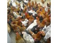 فروش نیمچه مرغ بومی - بومی گلپایگان