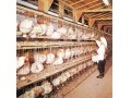 فروش قفس مرغ تخم گذار به همراه آبخوری و دانخوری                - دانخوری گوشتی