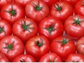 تولید و فروش رب گوجه فرنگی سامان_با بریکس(38-36) - رب گوجه فرنگی