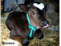 دوره آموزشی پرورش گاو شیری و تلیسه - کود شیری