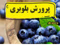 Icon for پرورش بلوبری؛ یک سرمایه‌گذاری پرسود و مطمئن