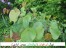 فروش 7000 نهال ارغوان کیسه ای(نهال زینتی)