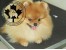 www.dogpomer.ir 09121390525 sasan keramati