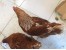 فروش مرغ تخمگذارلوهمن 180روزه روپیک تولید09121986651