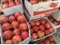 فروش عمده انار
