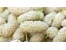 فروش شیره توت