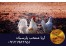 فروش مرغ ال س ال 90روزه و 120 روزه