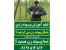 فیلم پیوند زدن درخت های میوه - پیوند درختان