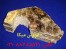 خرید و فروش میکا زمین کاو (Mica)