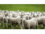 گوسفند زنده قربانی 