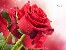 مجری همایش سمینار وجشن های شما