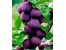 فروش گوجه سبز