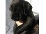 فروش توله کن کورسو , فروش سگ کن کورسو, خرید و فروش سگ, Cane Corso