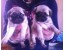 فروش توله پاگ - فروش سگ پاگ -tule pug