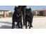 فروش توله کن کورسو , فروش سگ کن کورسو, خرید و فروش سگ, Cane Corso