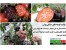 فیلم آموزش پیوند زدن گوجه فرنگی