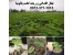 فروش نهال سرو نقره ای ،پالونیا، بلوط