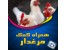 همراه کمک مرغدار | آموزش تکثیر و پرورش مرغ بومی و صنعتی در موبایل