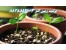 پرلیت و پرورش بذر Perlite
