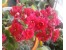 فروش بذر گل برای شهردای ها 09199762163