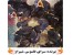 فروش ویژه جوجه مینا (گوشتی)