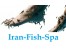 فروش یونیت های دکترفیش (فیش اسپا)