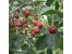 فروش باغ و باغچه