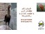 تخم نطفه دار مرغ و خروس لاری اصیل