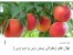 تولید و فروش نهال درختان میوه