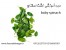 دوره آموزشی کشت اسفناج