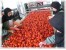 خط تولید و بسته بندی رب گوجه فرنگی و سیب زمینی نیمه آماده
