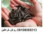 فروش روغن خراطین اصل
