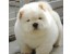 توله های چاوچاو (chow chow)