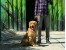 رتریور طلایی(گلدن رتریور Golden Retriever)