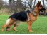 سگ گارد و نگهبان از نژاد ژرمن شپرد