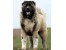 بهترین و فوق العاده ترین توله های سگ قفقاز