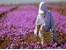 آموزش کشت وپرورش قارچ