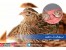 مشاوره و فروش تجهیزات سالن پرورش بلدرچین