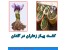 پیاز زعفران