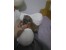 فروش توله سایز صفر
