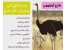 مجموعه کامل آموزش پرورش شترمرغ +( طرح توجیهی اقتصادی جهت اخذ وام) / اورجینال