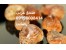 فروشنده صمغ عربی
