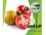 طرح توجیهی گلخانه گوجه فرنگی