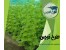 طرح توجیهی گلخانه خیار هیدروپونیک