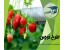 طرح توجیهی گلخانه توت فرنگی