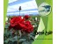 طرح توجیهی گلخانه گل رز هیدروپونیک