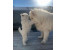 توله سامویید سگ نگهبان مناطق برفی ( توله یک دست سفید )