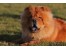 فروش انواع سگ های چاوچاو زینتی _نگهبان chow chow
